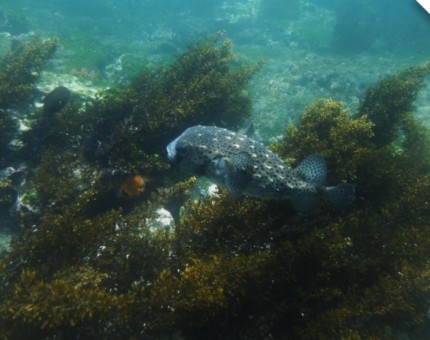 An incredible spotfin burrfish in Tagus Cove