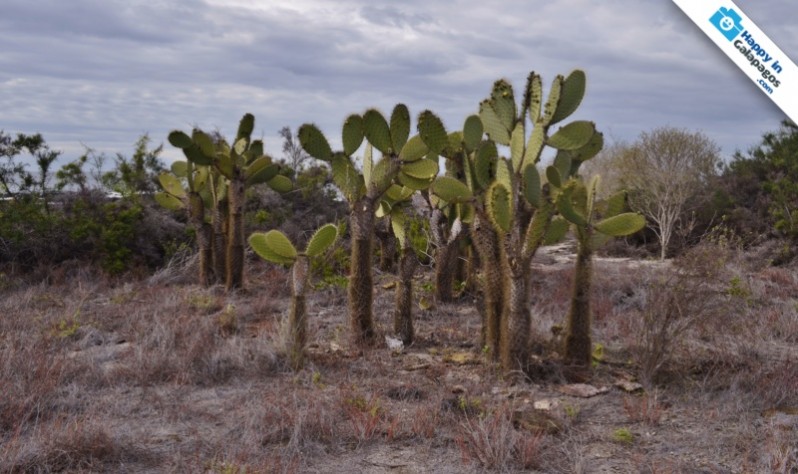 Galapagos Photo The amazing flora in Puerto Egas of Santiago Island