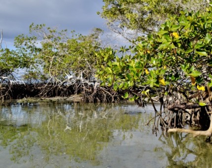 Galapagos Photo The amazing mangroves of the Enchanted Islands