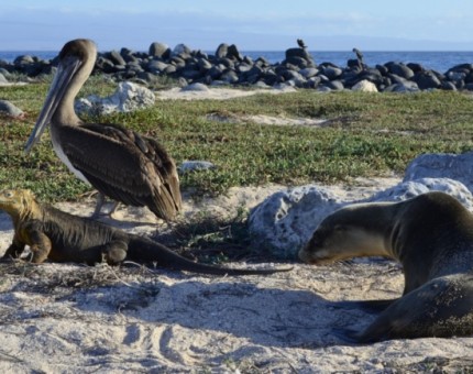 Galapagos Photo The extraordinary wildlife to be discovered in Galapagos