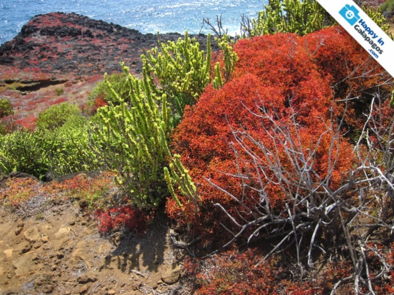 Galapagos Photo The incredible flora of the Enchanted Islands