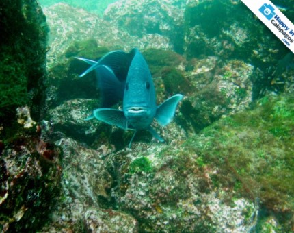 Galapagos Photo A really amazing fish in Genovesa Island