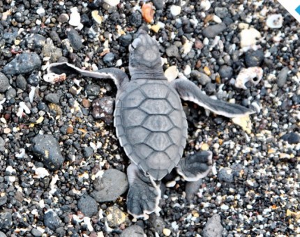 A beautiful baby of a marine turtle in Galapagos