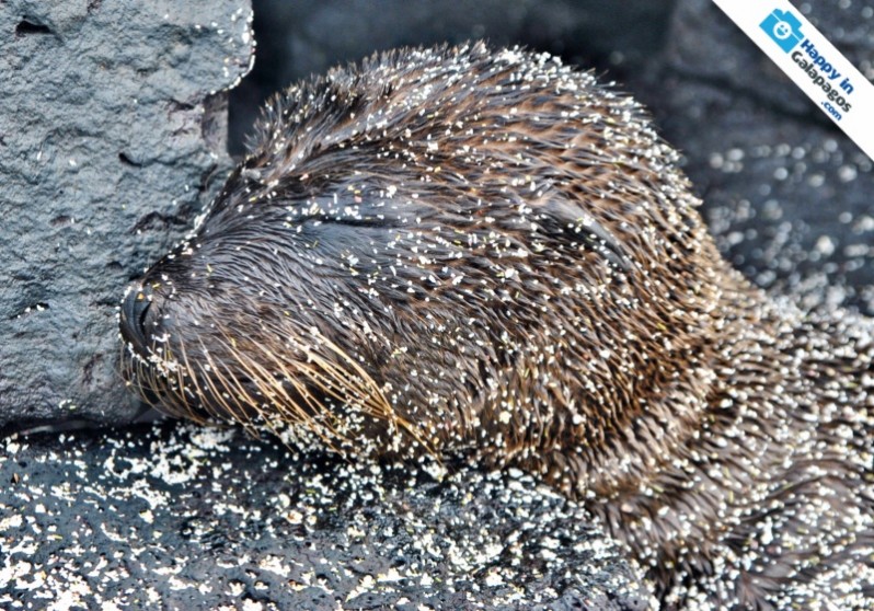 A baby sea lion resting in Galapagos Islands