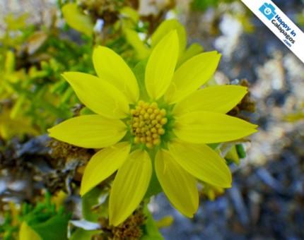 A beautiful yellow flower of Galapagos
