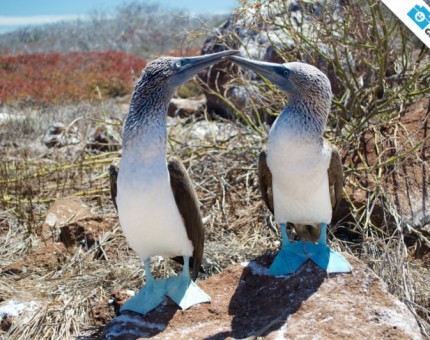 A wonderful couple of blue-footed boobies