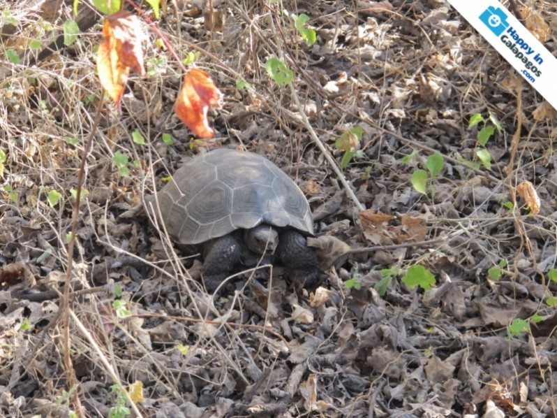 A wonderful Galapagos tortoise in Urbina Bay