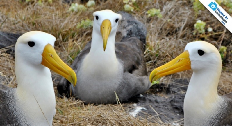 A group of albatross in Galapagos Islands