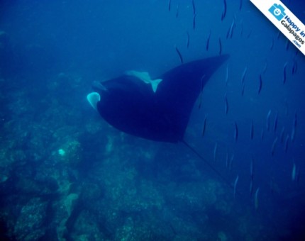 An amazing manta ray in Genovesa Island