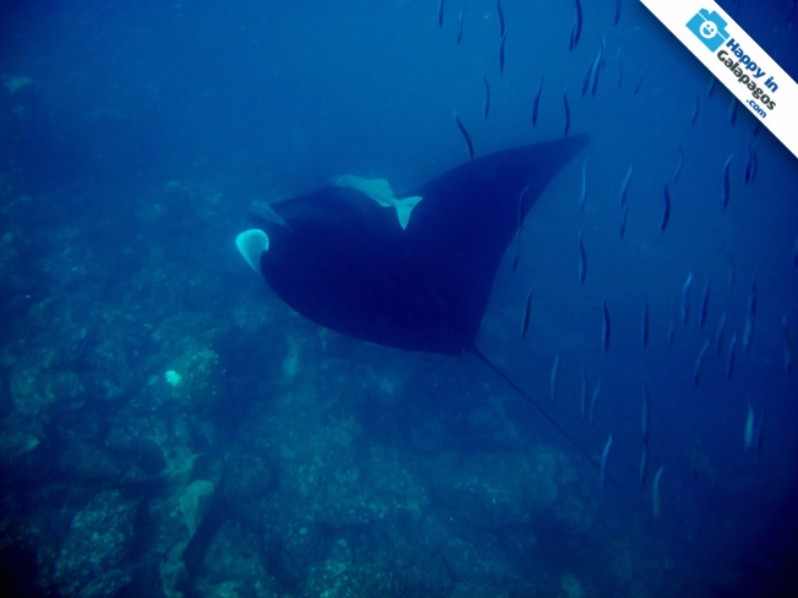 An amazing manta ray in Genovesa Island