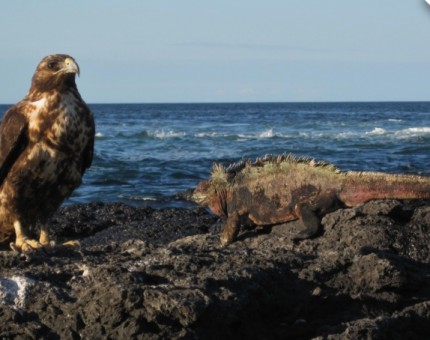 A marine iguana and a Galapagos hawk in Puerto Egas