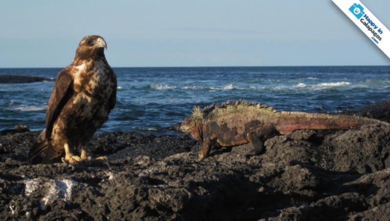 A marine iguana and a Galapagos hawk in Puerto Egas