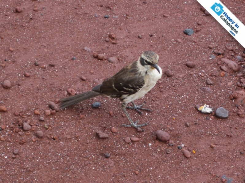 A mockingbird in Rabida Island