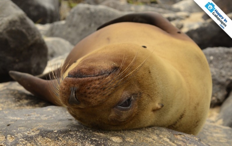 A sea lion resting in Española Island
