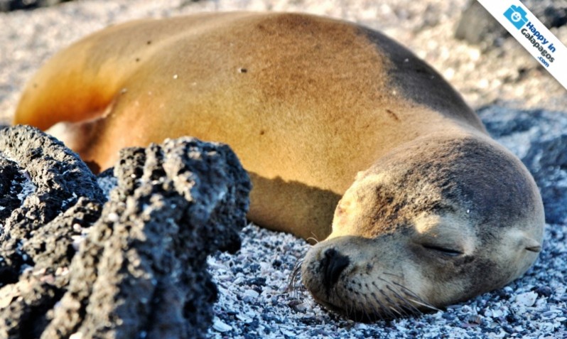 A sea lion resting in the Enchanted Islands