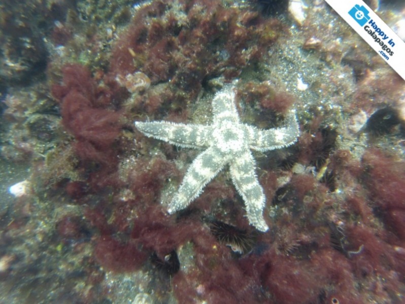 An amazing white sea starfish in Galapagos
