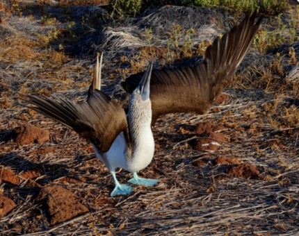 A wonderful blue-footed boobie in Seymour Island