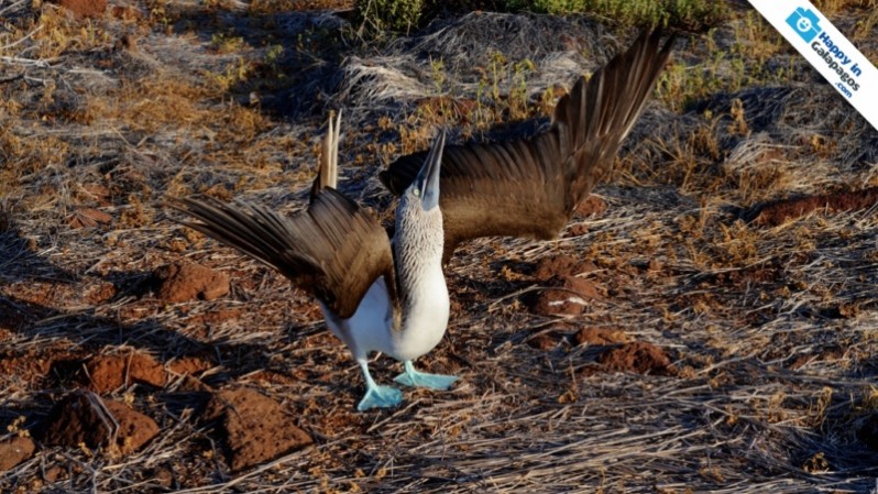 A wonderful blue-footed boobie in Seymour Island