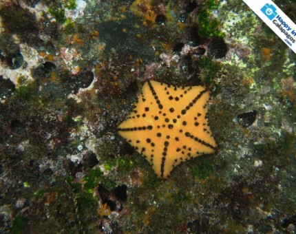 An amazing chocolate chip starfish in Tagus Cove