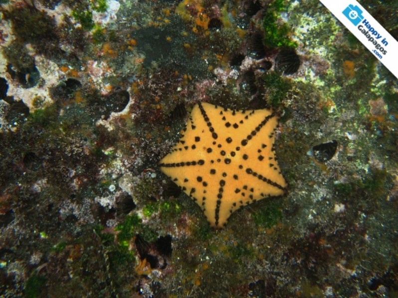 An amazing chocolate chip starfish in Tagus Cove