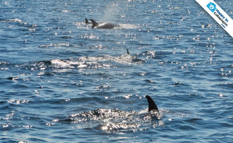 Group of dolphins in the Galapagos Islands