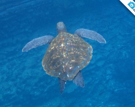 A nice marine turtle in Fernandina Island