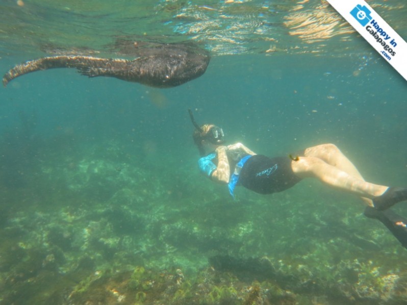 Snorkeling with a marine iguana in Galapagos Islands