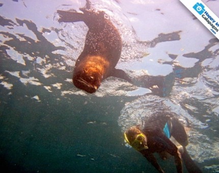 Snorkeling with a sea lion in the Galapagos Islands