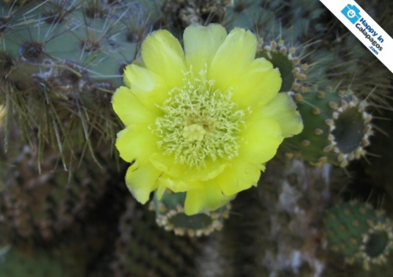The flower of a prickly pear cactus