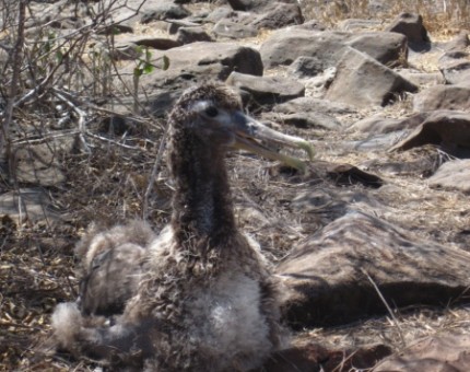 A nice baby albatross in Galapagos
