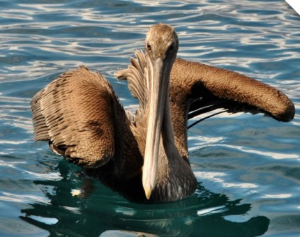 A wonderful brown pelican in the Enchanted Islands