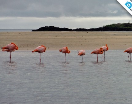 A wonderful group of flamingos in Galapagos Islands