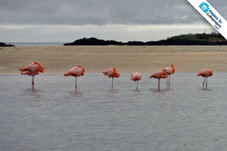 A wonderful group of flamingos in Galapagos Islands
