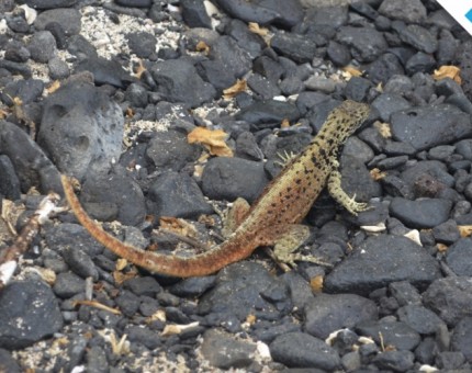 A lava lizard in Punta Suarez, Española Island