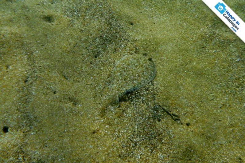 A leopard flounder in the Galapagos Islands