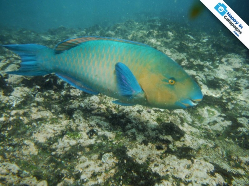 A parrot fish in Punta Cormorant