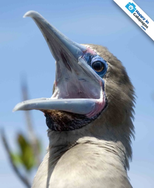 A red-footed boobie in the Galapagos Islands