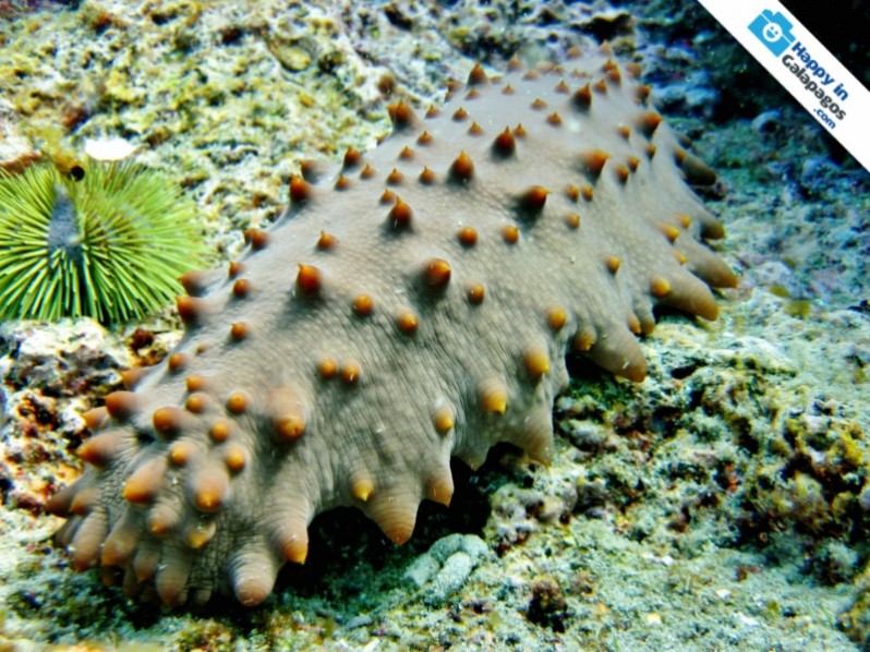 An incredible sea cucumber in Isabela Island