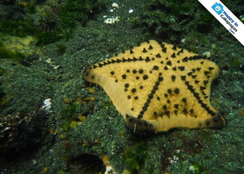 An incredible starfish in Tagus Cove