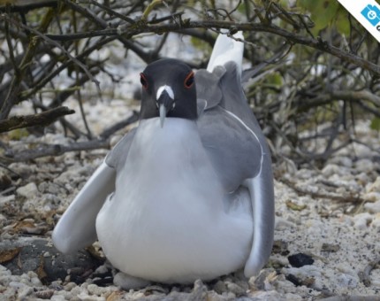 A swallow-tailed Gull in Darwin Bay