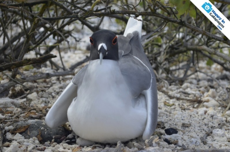 A swallow-tailed Gull in Darwin Bay
