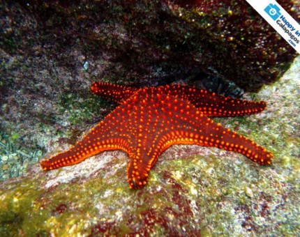 Amazing brightly colored starfish in Genovesa Island