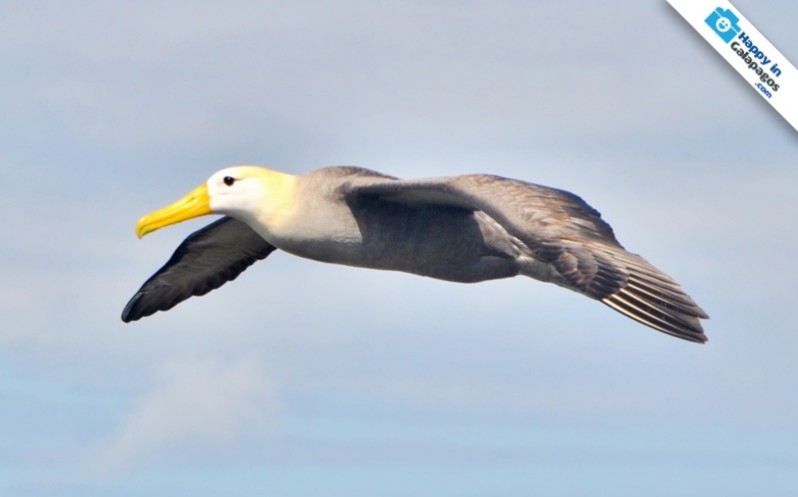 An amazing albatross flying in the Galapagos Islands