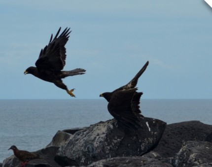 An amazing couple of hawks in Galapagos Islands