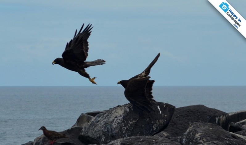 An amazing couple of hawks in Galapagos Islands
