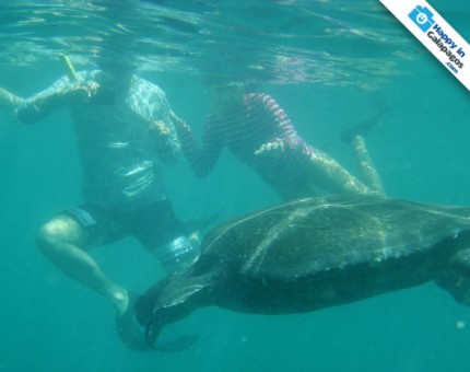 An amazing snorkeling experience with a turtle