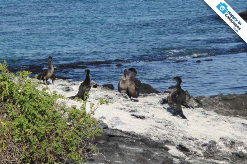 An awesome colony of flightless cormorant