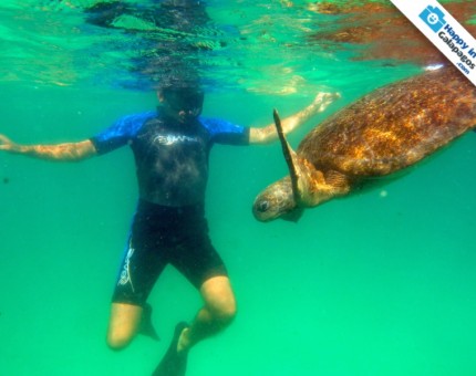 An incredible experience with a marine turtle