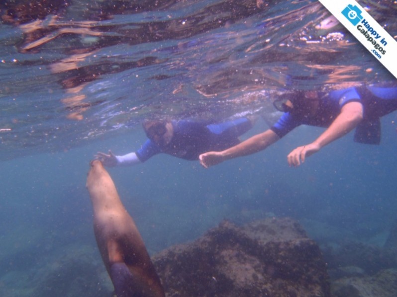 An incredible experience with sea lions in Galapagos