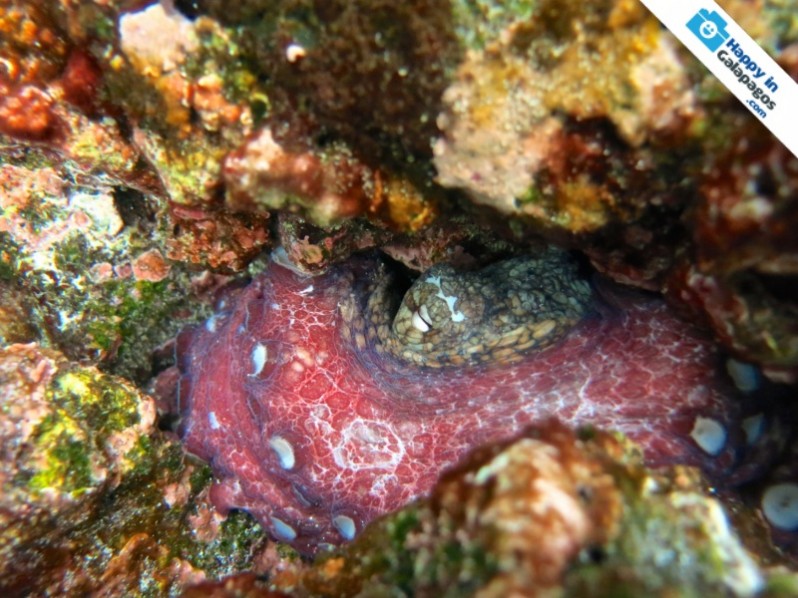 An amazing octopus in Galapagos Islands